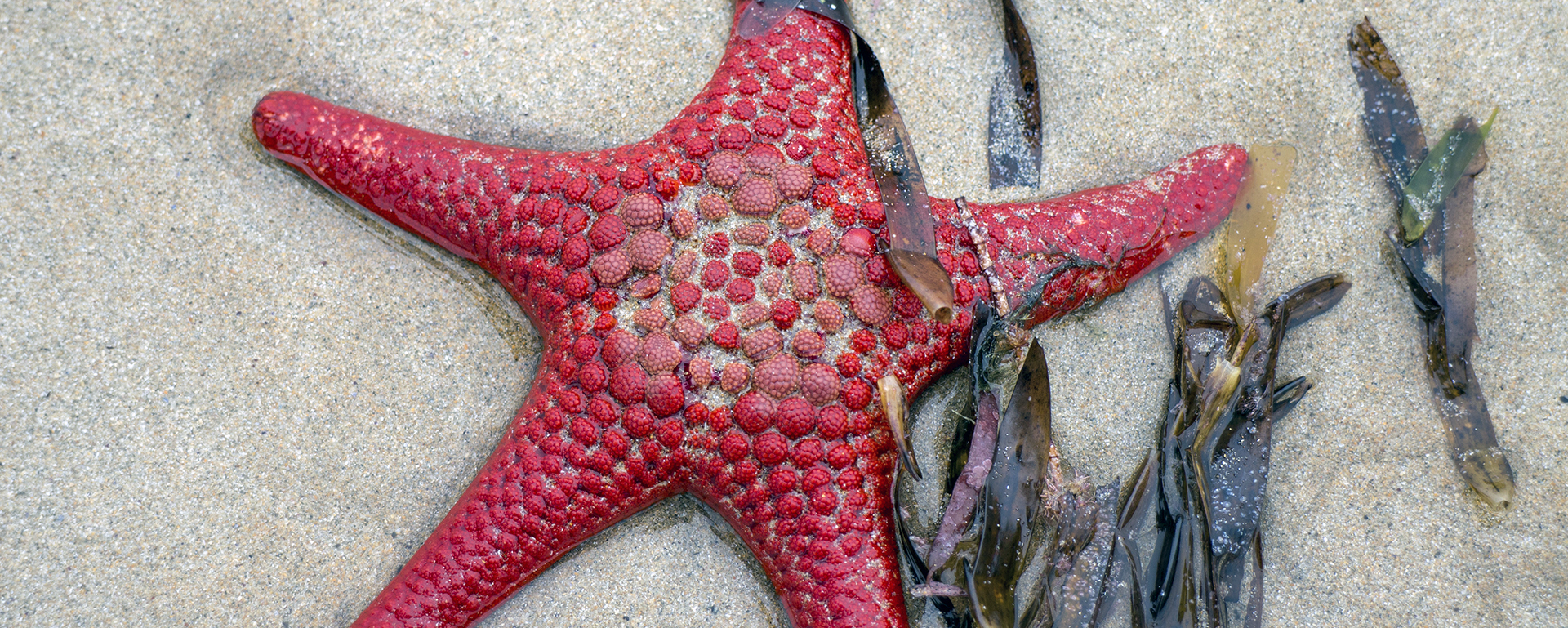 Starfish